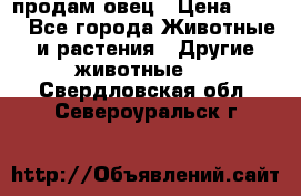  продам овец › Цена ­ 100 - Все города Животные и растения » Другие животные   . Свердловская обл.,Североуральск г.